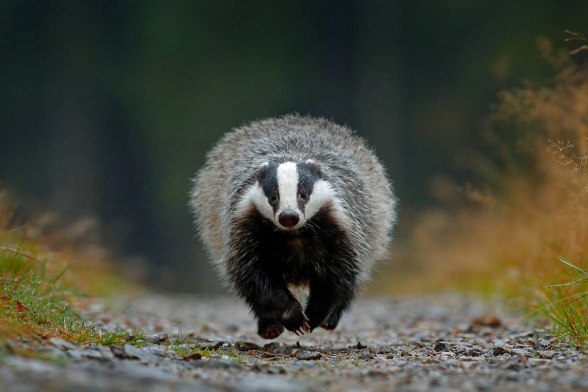 Eurasian badgers distinguishedlooking predators that keep the forest